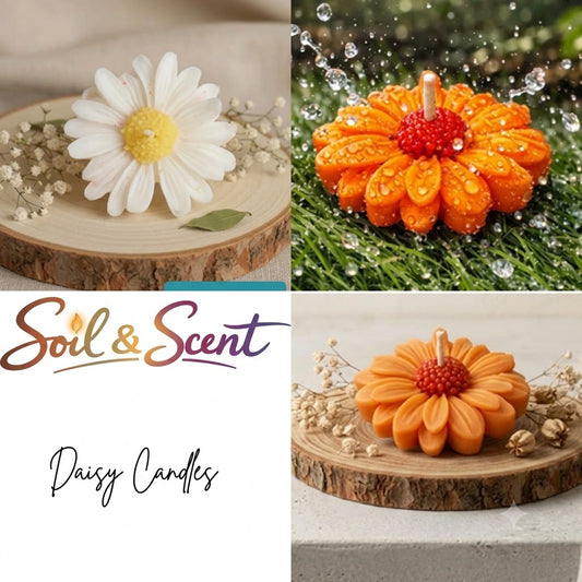Set of 4 Scented Daisy Candle